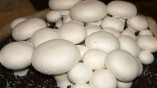 مشخصه های قارچ با کیفیت را بشناسید
